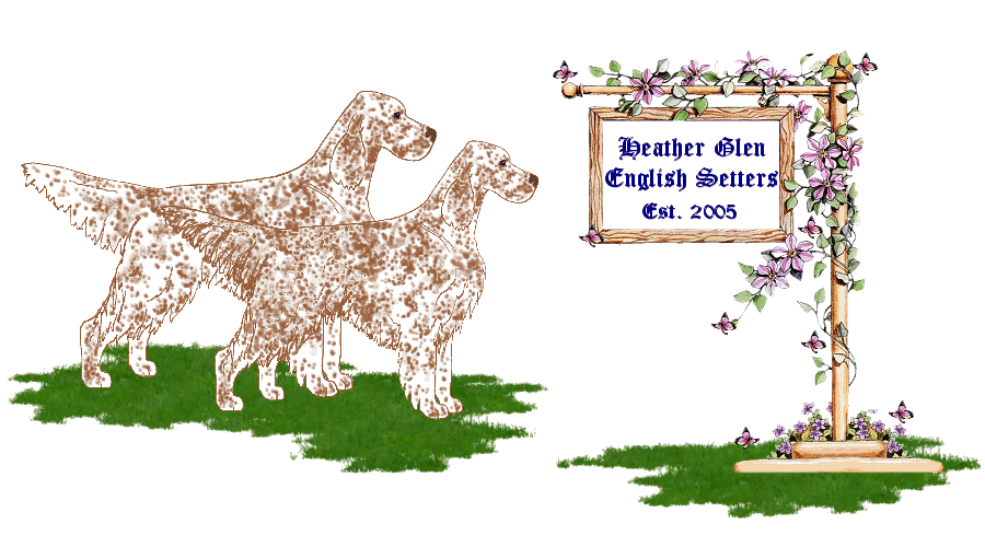 Heather Glen English Setters